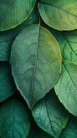Close-up of vibrant green leaves. photo