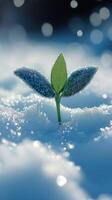 A sprout emerging from the snow, symbolizing resilience. photo
