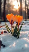 Crocuses blooming through the snow at sunset. photo