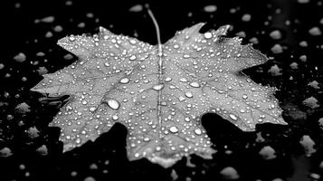 A wet leaf with droplets on a dark surface. photo