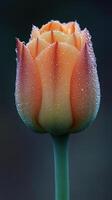 Dew-kissed orange tulip in soft lighting. photo