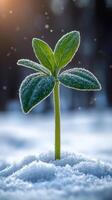photo of A young plant emerging from snowy ground.