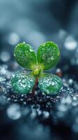 Dew-kissed clover leaf on dark soil background. photo
