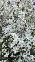 Branch of blooming white flowers of cherry plum tree in early spring. Selective focus. Branches with white flowers sway in the wind. Vertical . video