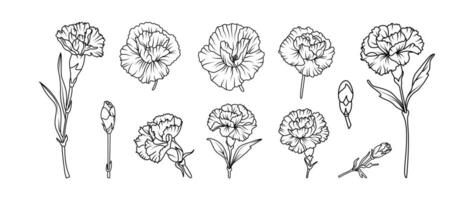 Set of hand drawn carnation flower illustration set in black and white line art style. botanical drawing for tattoo, packaging, card design floral decor vector
