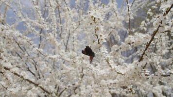 A serene scene with delicate white blossoms and a vivid butterfly, capturing the beauty of spring in bloom video
