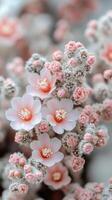 Delicate pink flowers with soft textures and details. photo