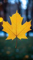 A vibrant yellow maple leaf against a blurred background unique style photo