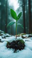 A young plant emerging from snowy ground. generated photo