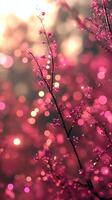 Delicate pink blossoms with dreamy bokeh effect. photo