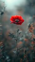 A vibrant red flower standing alone in a blurred field. photo