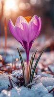 A vibrant crocus flower emerging from snow. photo