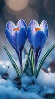 Crocuses blooming in snow, showcasing resilience. photo