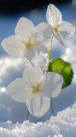 Delicate flowers emerging from a snowy background. photo