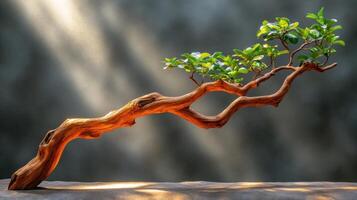 A stylized bonsai tree on a textured surface. photo