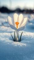 A white crocus blooming in the snow. photo