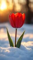 A vibrant tulip blooming in the snow at sunset. generated photo