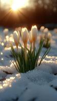 Crocuses blooming in snow at sunrise. photo