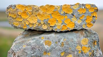 Close-up of lichen-covered rocks in nature. photo