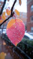 A vibrant leaf dusted with snow in an urban setting. photo