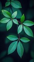 Close-up of green leaves on a dark background. photo