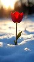 A vibrant tulip emerging from the snow. photo