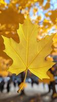 A vibrant yellow leaf against a blurred background. photo