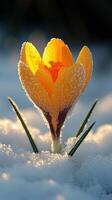 A vibrant yellow crocus blooming in the snow. photo