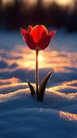 A vibrant tulip blooming in the snow at sunset generated photo