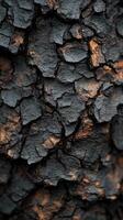 Close-up of textured, charred tree bark. photo