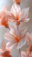 Delicate peach flowers with soft petals. photo