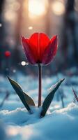 A vibrant red tulip emerging from snowy ground. photo