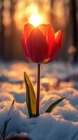 A tulip blooming in snow during sunset. photo