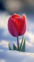 A tulip blooming in snow, symbolizing resilience. photo