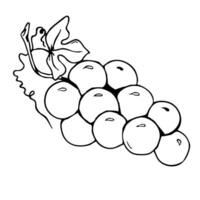 First communion celebration design featuring grapes symbol. Black outlines, white background. Bunch of grape. Graphic art. For baptism, wedding invitation vector