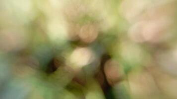 Blurred Nature Light and Shadows. A soft-focus image capturing natural light filtering through foliage. photo