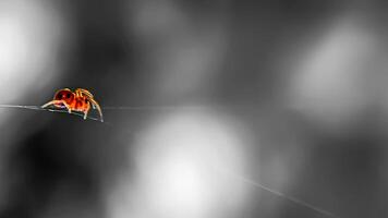 Vibrant Spider on Web Thread A strikingly colored spider walks delicately on a nearly invisible web thread against a blurred monochrome background. photo