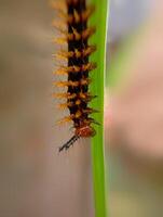 Crow Eggfly Caterpillar on Green Grass. The Crow Eggfly caterpillar, with its dark body and sharp orange spines, walks on green grass, creating a striking contrast. photo