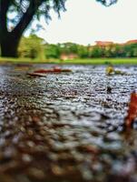 Rain-Kissed Ground in Focus. A close-up of a wet ground with scattered leaves, blurred background, and a natural, serene atmosphere. photo
