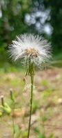Soft Dandelion in Summer Field for Smartphone Wallpaper. A delicate dandelion stands tall amidst the blurred greens of a summer field. photo