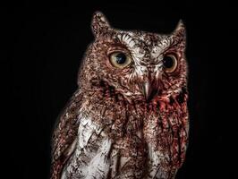 Nocturnal Watcher in the Dark. A majestic owl with piercing eyes, standing alert in the darkness, embodying wisdom and mystery. photo