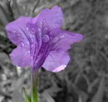 Back view of Minnieroot with raindrops stuck to its petals. photo