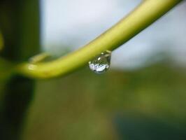 Dewdrop Reflecting Nature s Beauty. A close-up macro shot of a dewdrop hanging from a green stem, reflecting the surrounding scenery. photo