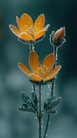 Dew-kissed orange flowers in a serene setting. photo