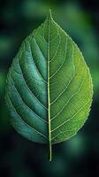 Detailed green leaf on a blurred background. photo
