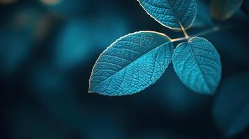 Close-up of illuminated blue-green leaves. photo