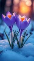 Crocuses blooming in snow at sunset. photo