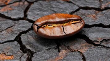 Coffee bean on cracked, dark surface. photo