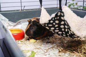 Guinea pig enjoys snack in cozy habitat with hanging bed and food bowl at home setting photo