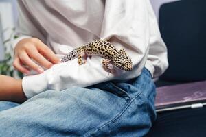 Leopard gecko climbing on the arm of a person while relaxing indoors with casual clothes and a cozy atmosphere photo